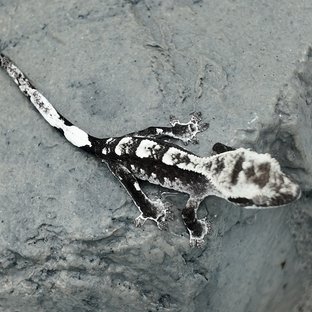 아잔틱