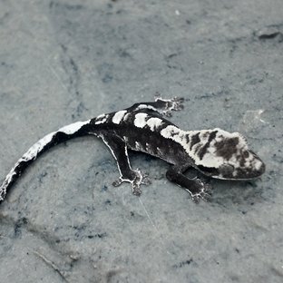 아잔틱