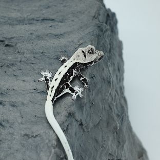 라임X달래