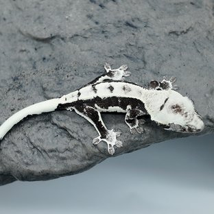 릴잔틱