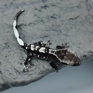 아잔틱