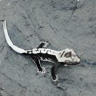 라임X달래