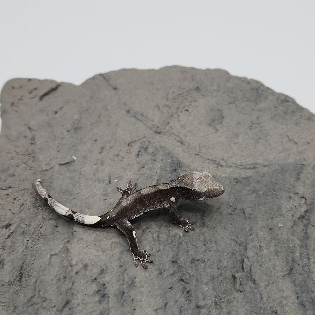 아잔틱
