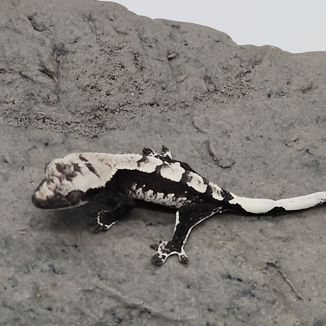 아잔틱