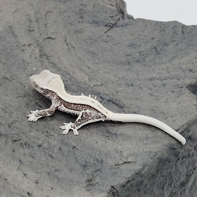 릴잔틱