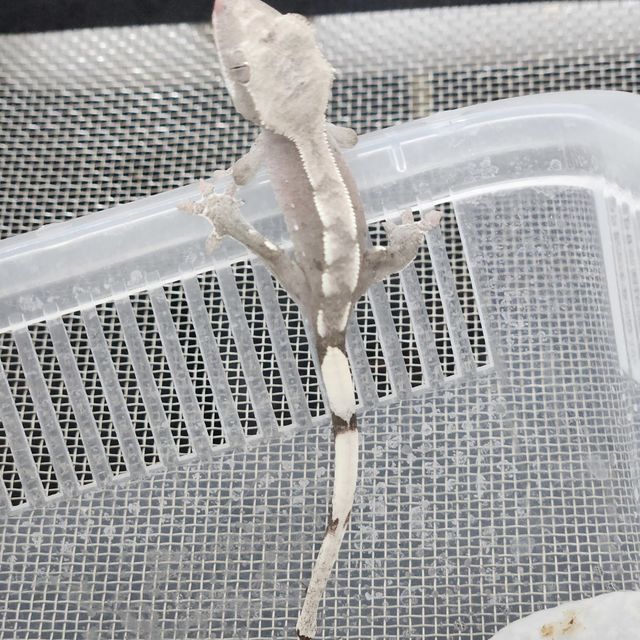 아잔틱
