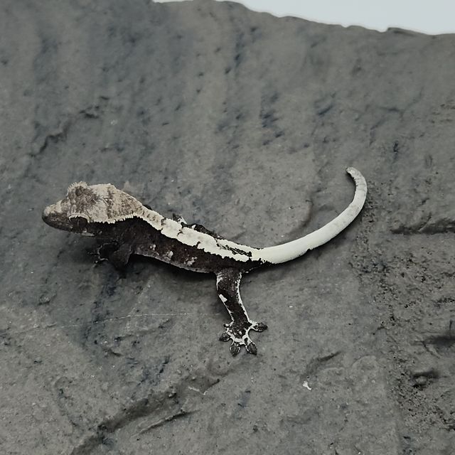 아잔틱