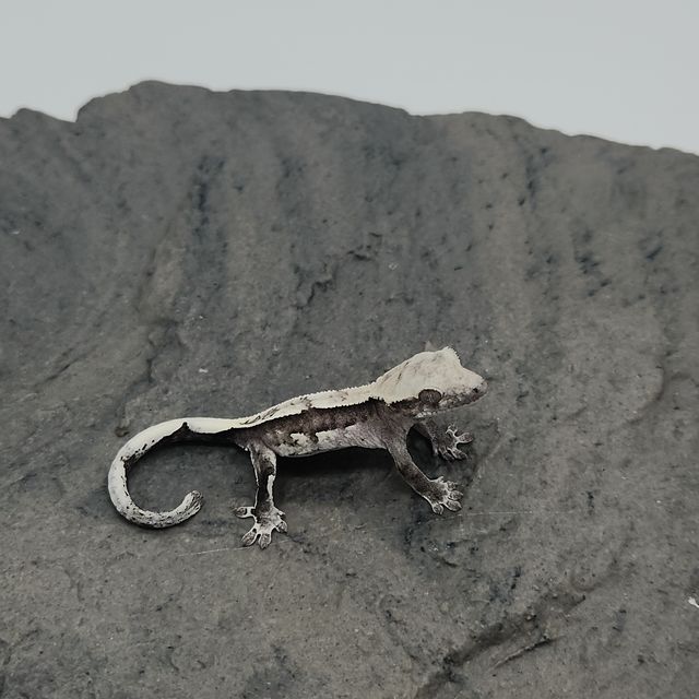 아잔틱