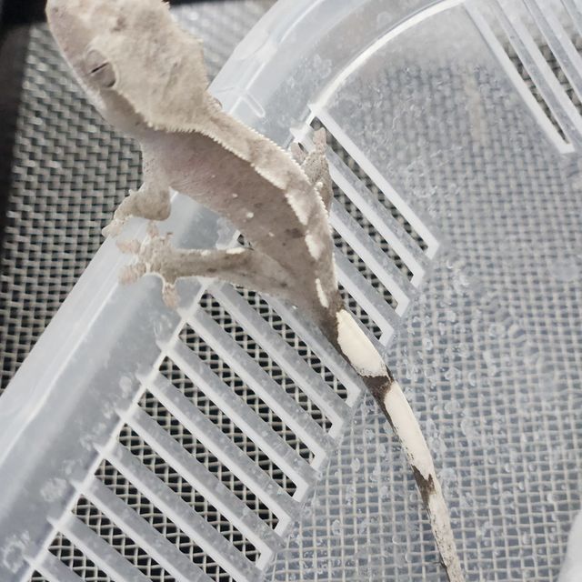 아잔틱