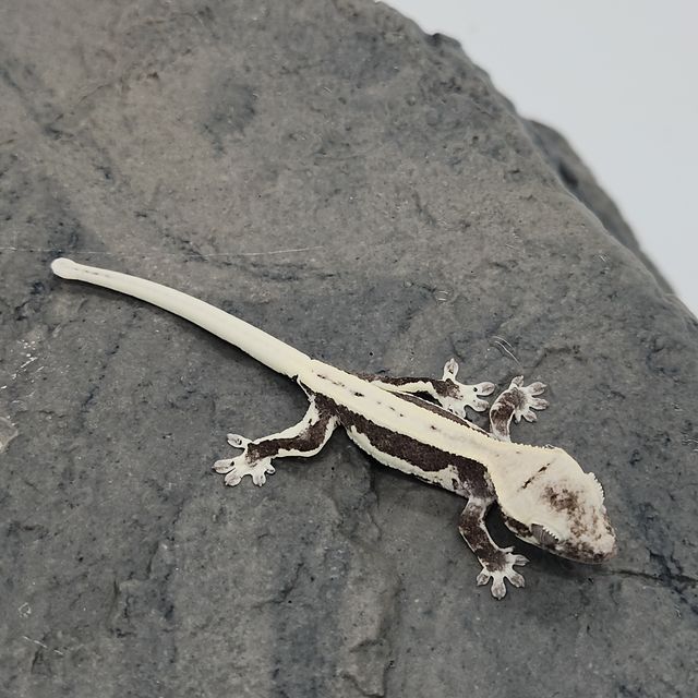 릴잔틱