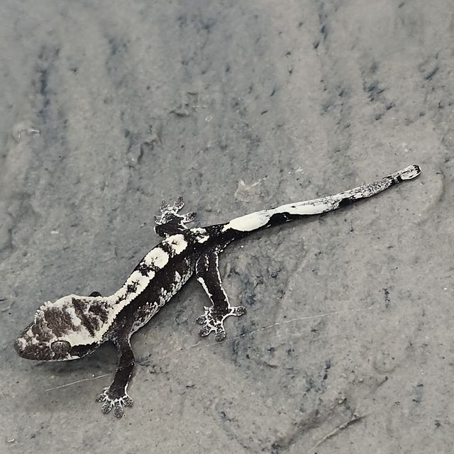 아잔틱