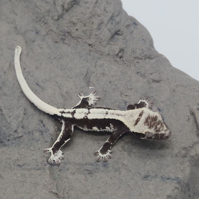 릴잔틱