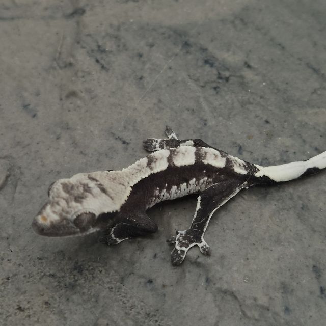 아잔틱