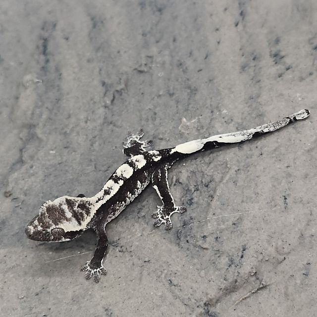 아잔틱