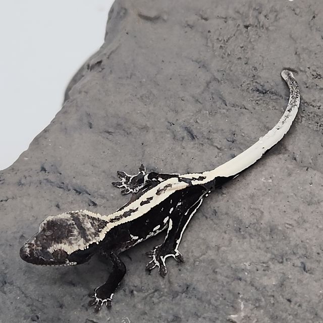 아잔틱