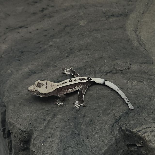 아잔틱
