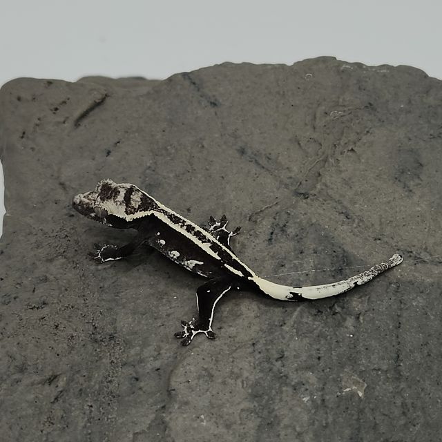 아잔틱
