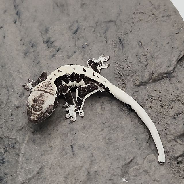 릴잔틱