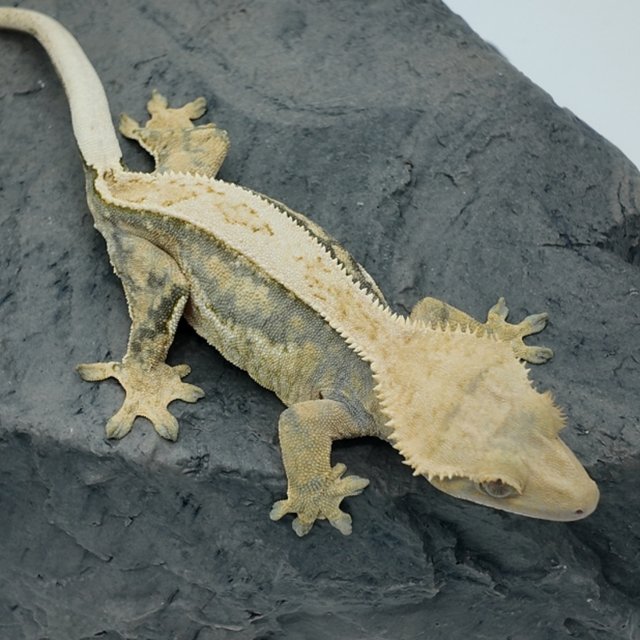 릴리100%헷아잔틱