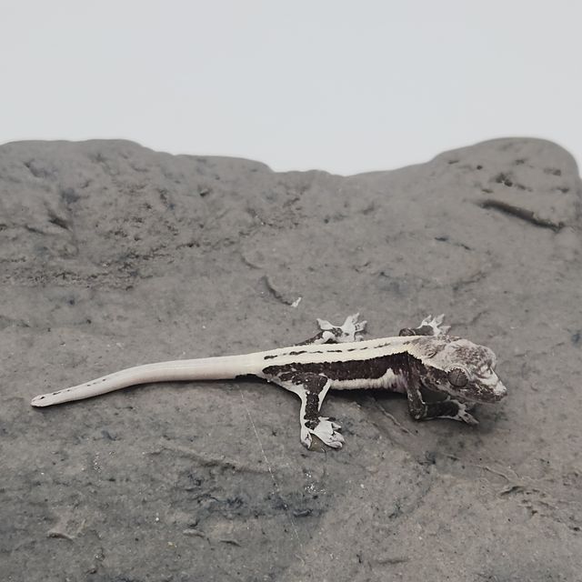 릴잔틱