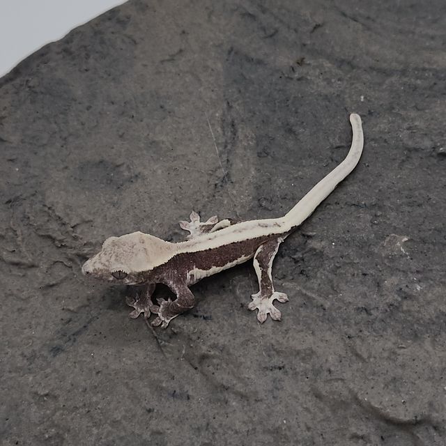 릴잔틱