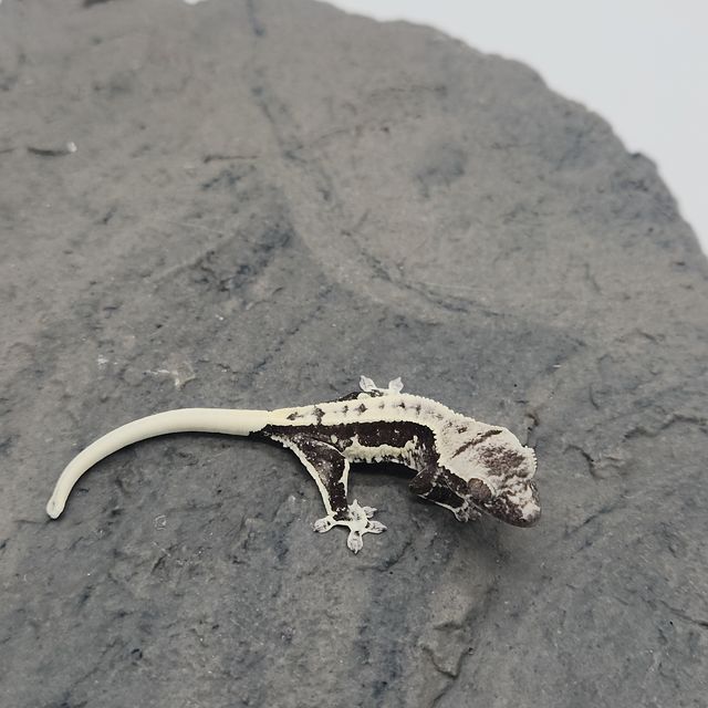 릴잔틱