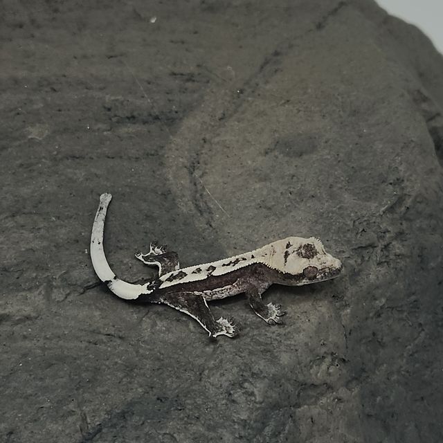 아잔틱