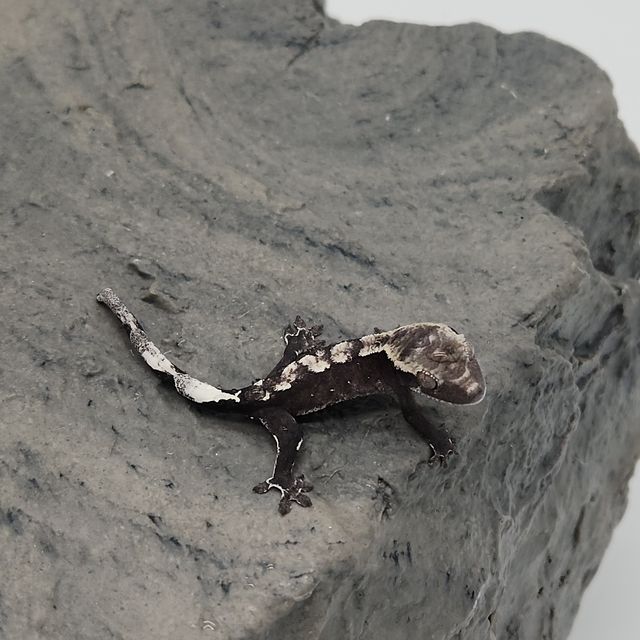 아잔틱