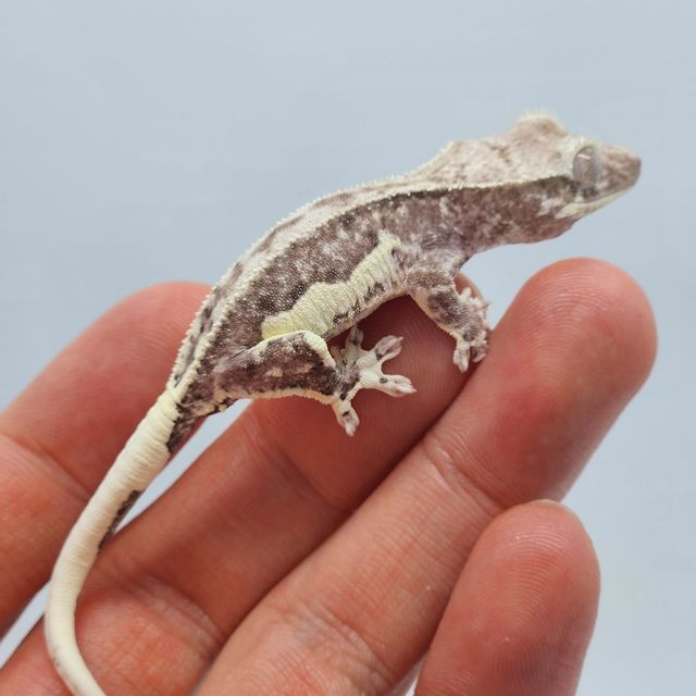 릴잔틱