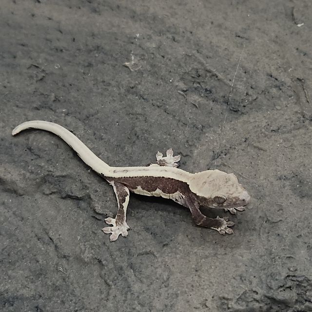 릴잔틱