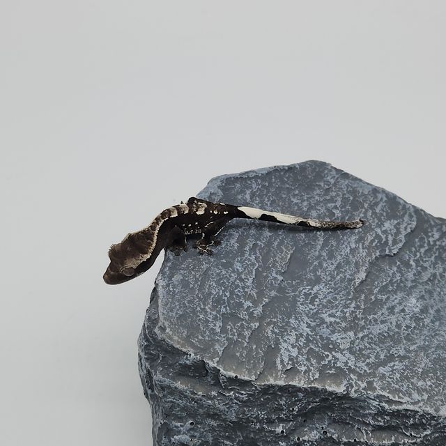 아잔틱