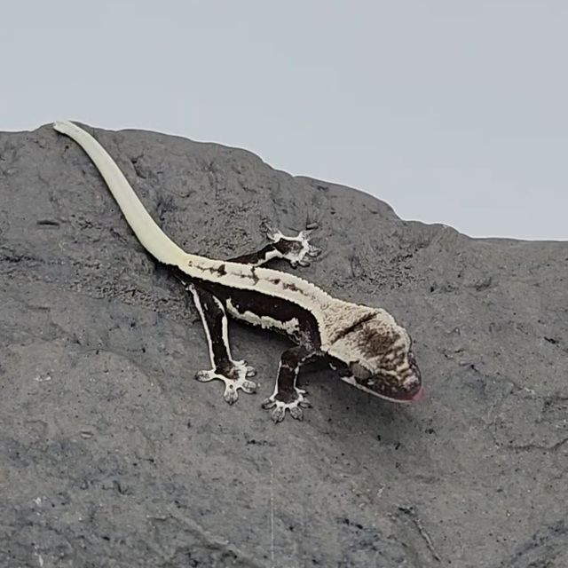 릴잔틱