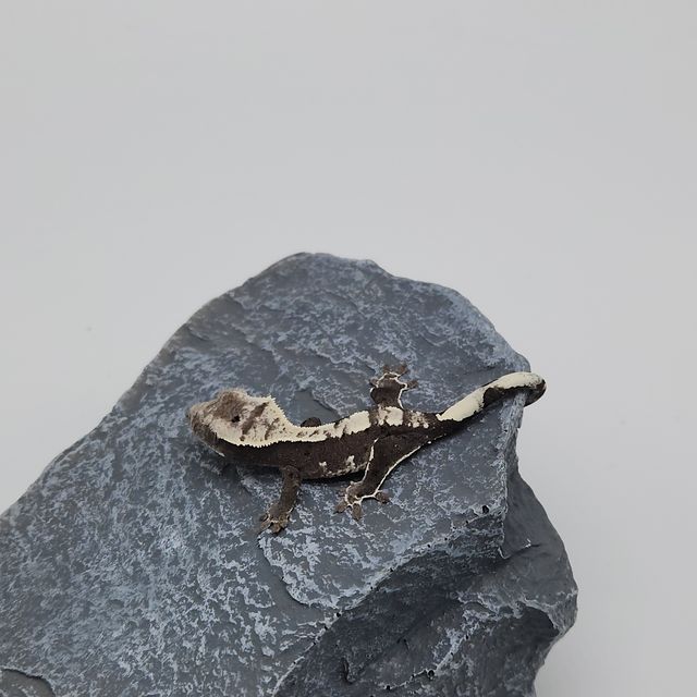아잔틱