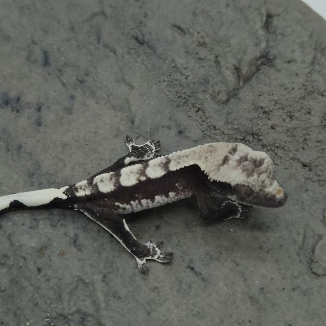아잔틱