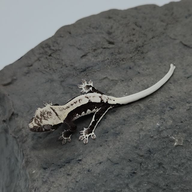 릴잔틱