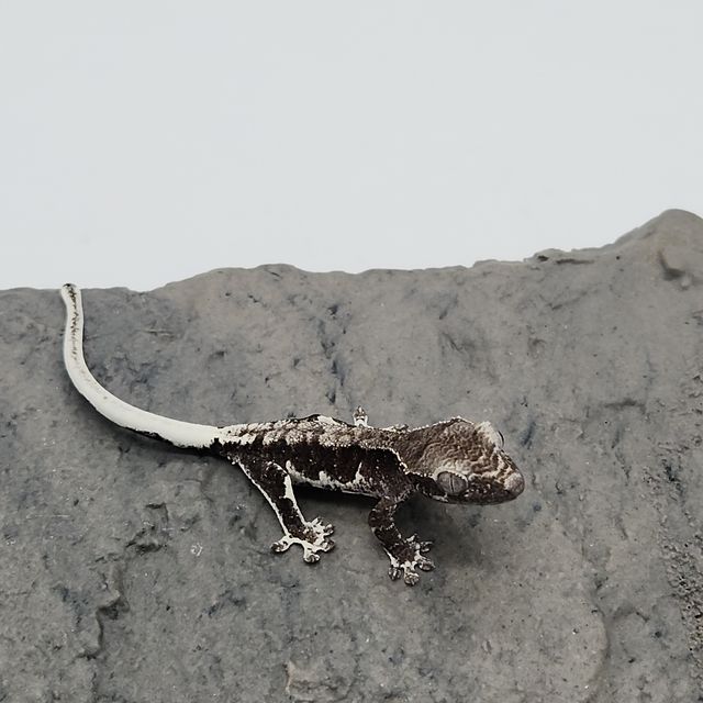 릴잔틱