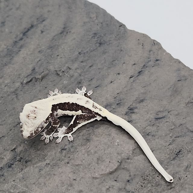 릴잔틱