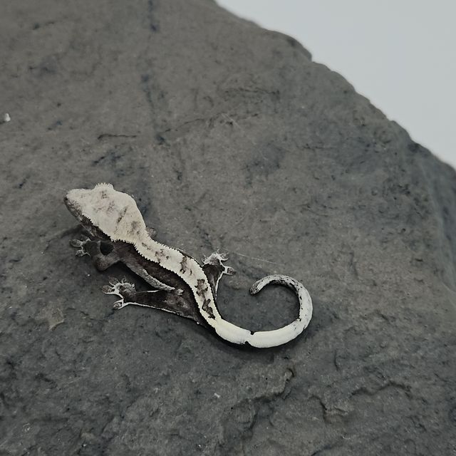 아잔틱