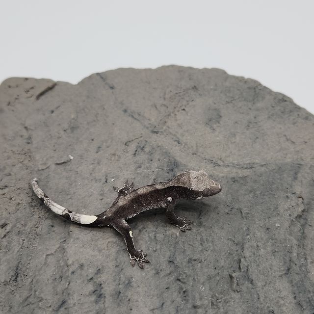 아잔틱