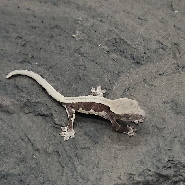 릴잔틱