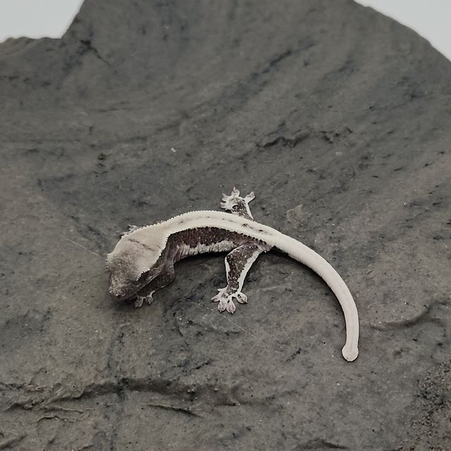 릴잔틱