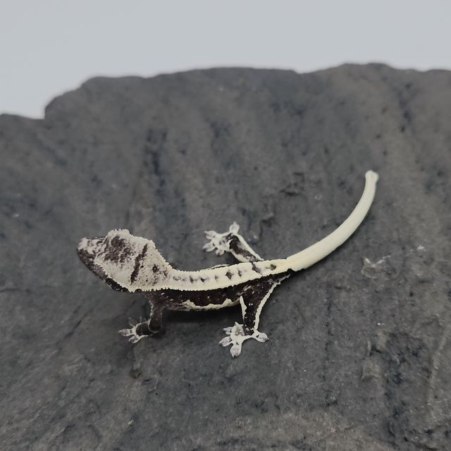 릴잔틱