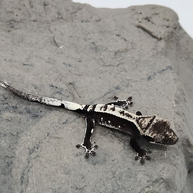 아잔틱