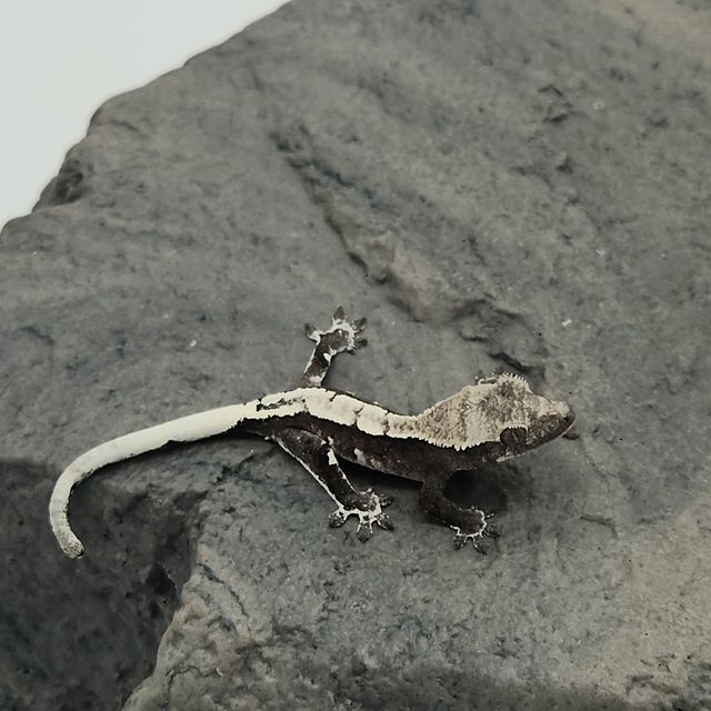 아잔틱