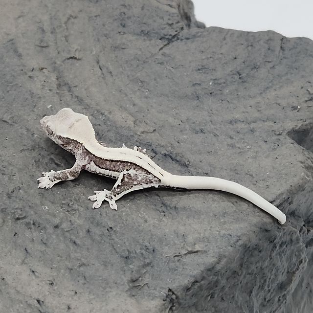 릴잔틱