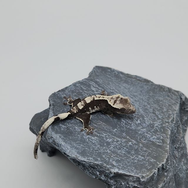 아잔틱