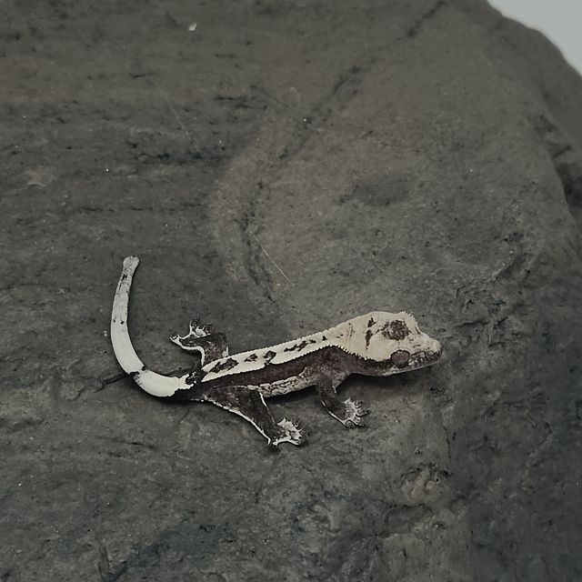 아잔틱