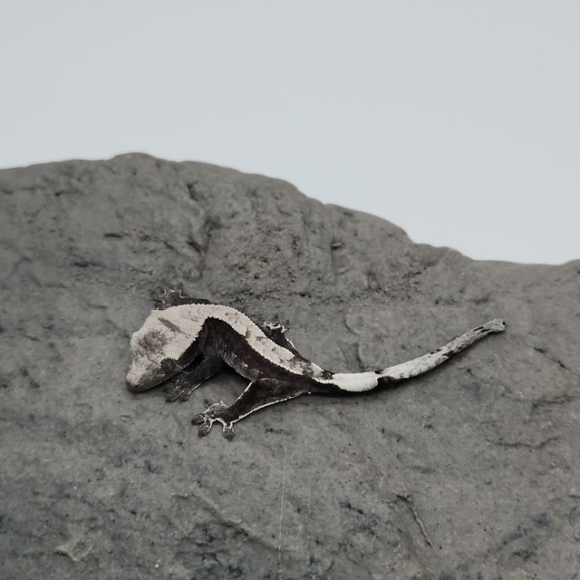 아잔틱