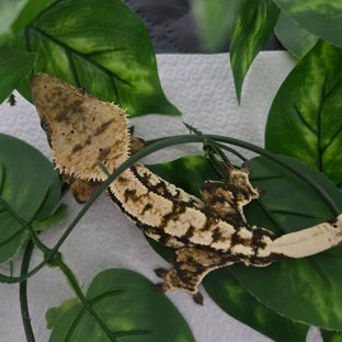 노멀 익스트림할리퀸 할리퀸