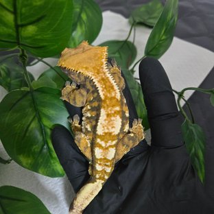 노멀 트라이 익스트림할리퀸 할리퀸